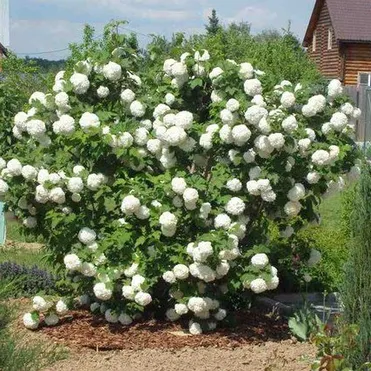 Калина Бульденеж (Розеум)