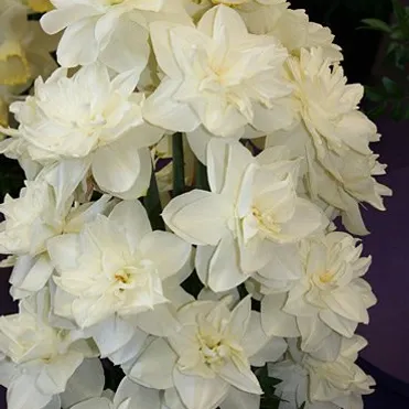 Нарцисс Вайт Медал махровый 5шт