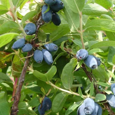 Жимолость Сибирячка