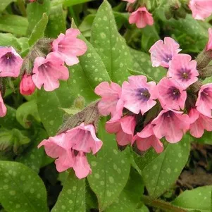 

Медуница Дора Билефелд