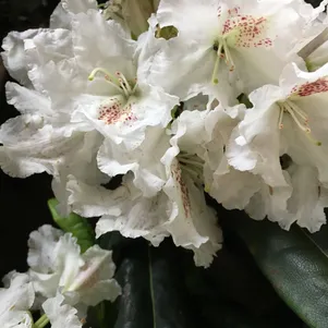 

Рододендрон ПМА Тигерштэт гибридный