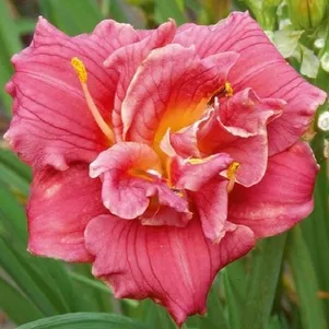 

Лилейник Кьют Эз Кэн Би