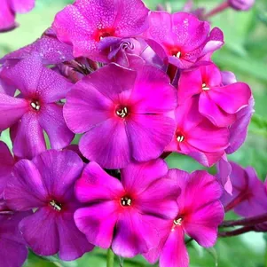 

Флокс Зе Кинг метельчатый