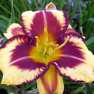 

Лилейник Блюберри Крим