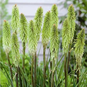 

Книфофия Грин Жаде