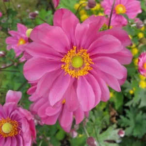 

Анемона (Ветреница) японская Принц Генрих