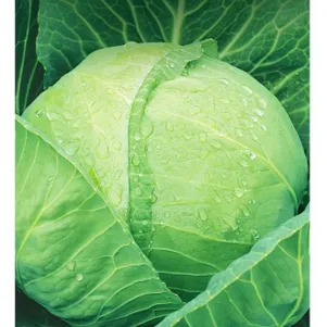 

Капуста Июньская белокочанная ранняя 0,5 г, Семена Гавриш