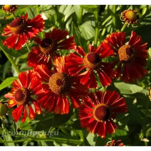 

Гелениум Челси