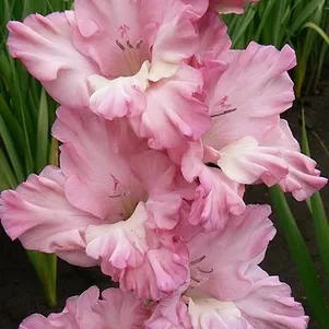 

Гладиолус Легкое дыхание