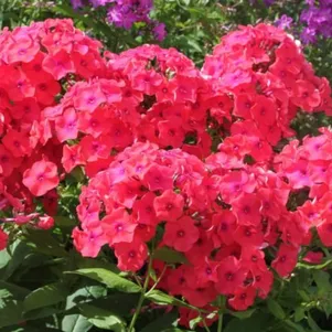 

Флокс Сан Антонио метельчатый