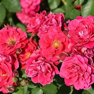 

Роза Фронтенак канадская парковая (лиц)