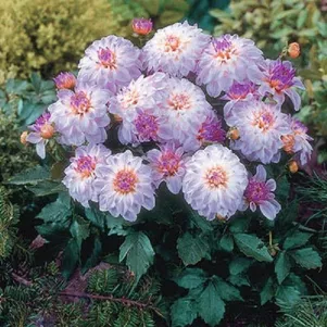 

Георгина Геллери Моне бордюрная