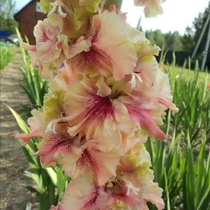 

Гладиолус Долгожданный дебют