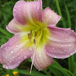 

Лилейник Катерина Вудбери