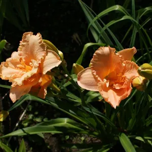 

Лилейник Элизабет Солтер