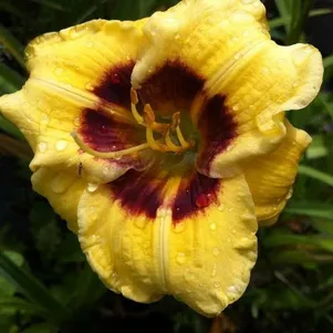 

Лилейник Джейсон Салтер