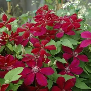 

Клематис Вестерплатте крупноцветковый (2)