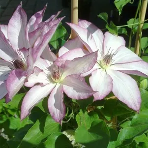 

Клематис Омоширо крупноцветковый (2)