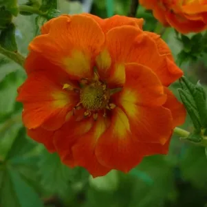 

Лапчатка травянистая Вильям Роллиссон