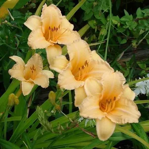 

Лилейник Луиза Манелис