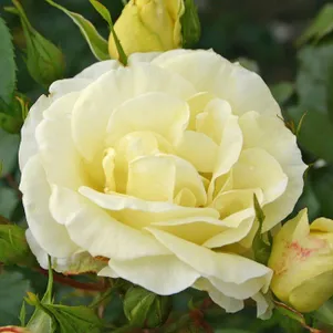 

Роза Лимона чайно-гибридная, Кордес (лиц)