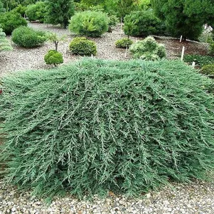 

Можжевельник горизонтальный Вилтони