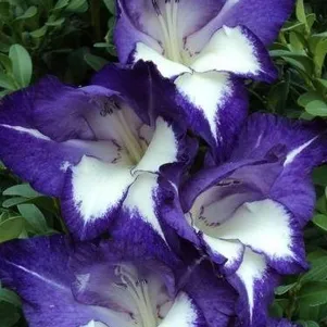 

Гладиолус Небо и звезды