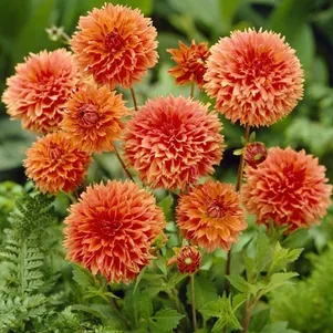 

Георгина Оранж Фубуки декоративная