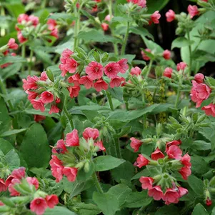 

Медуница красная Боулес Ред