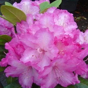 

Рододендрон якушиманский Блюреттия