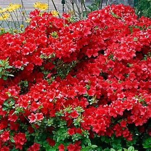 

Рододендрон тупой Арабеск