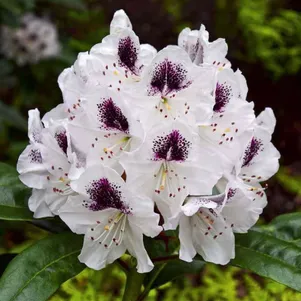 

Рододендрон Кальсап гибридный