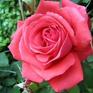 

Роза Ред Инсенс чайно-гибридная, Imperial Rose