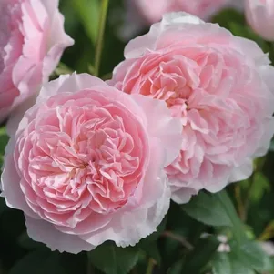 

Роза Висли 2008, Д.Остин кустарниковая (лиц)