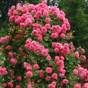 

Роза Розариум Ютерсен плетистая, Тантау (лиц)