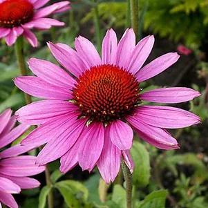 

Эхинацея пурпурная Рубинштейн