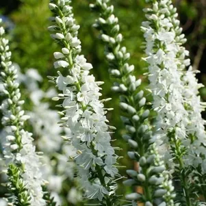 

Вероника длиннолистная Шнееризин