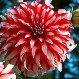 

Георгина Санта Клаус (МАКСИ) декоративная