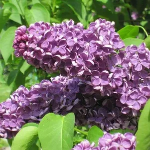 

Сирень Аметист