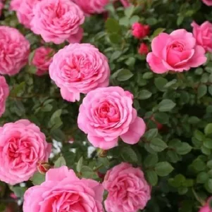 

Роза Старлет Роуз Ева плетистая, Тантау (лиц)