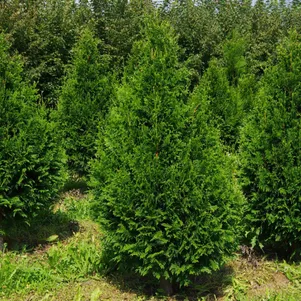 

Туя Кан Кан складчатая