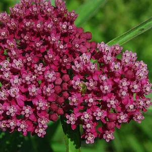 

Ваточник Соулмейт инкарната