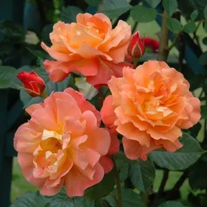 

Роза Вестерланд кустарниковая, Кордес (лиц)