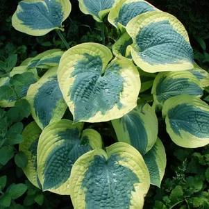 

Хоста Бенд оф Голд (M)