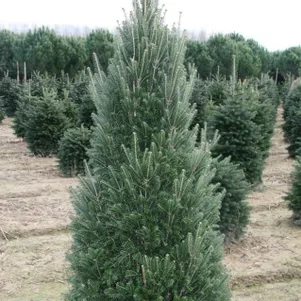 

Пихта белая Пирамидалис