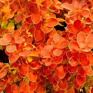 

Барбарис Тунберга Оранж Айс