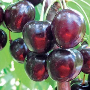 

Черешня Любимица Астахова