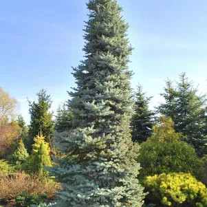 

Ель колючая Олденбург голубая