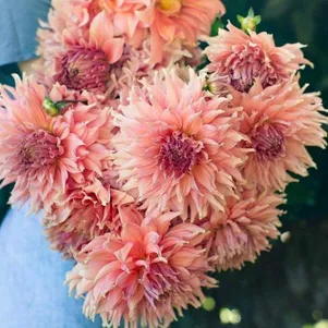 

Георгина Файрвей Спур (МАКСИ) декоративная