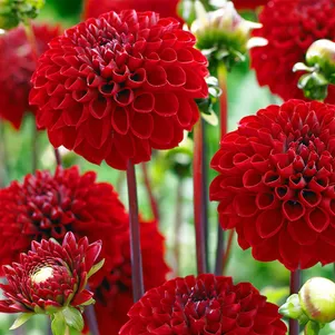 

Георгина Несцио помпонная